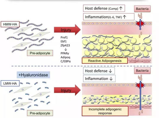 Soluzione Lipolitica Lemon Bottle Iniezione per Bruciare i Grassi